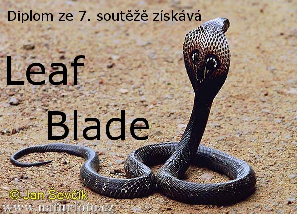 kobra-indicka--naja-naja-2.jpg